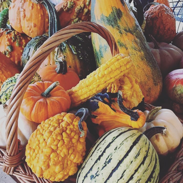 October Saturdays call for pumpkin picking. Lucky for us, @helensfarm is just a nice scenic drive away. Happy Fall from The Shipyard at Port Jeff Harbor! This time next year - we'll be nearly ready for our new residents! ?⚓️ ?: @helensfarm